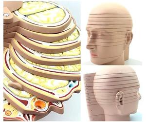 Modello didattico, Modello Trasversale del Cervello Umano Modello cerebrale 12 Parti Modello di Taglio a Livello del Cranio del Cervello Radiazione Risonanza Magnetica Imaging Neurologia didattica