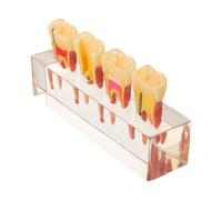 Modello Didattico Per Dentale Anatomia Orale Educazione Alla Salute