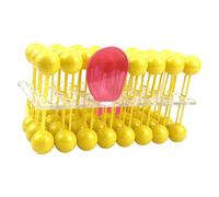 Modello didattico per l'insegnamento della struttura della membrana