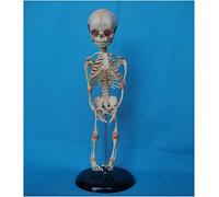 Modello didattico Scheletro fetale - Anatomia Anatomia Umana del Bambino Modello di Scheletro del Cranio - Modello di Scheletro del Bambino da 40 cm Modello di Anatomia Medica - per la visu