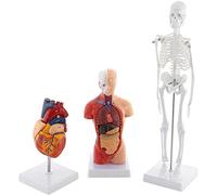 Modello didattico, set di 3 modelli di anatomia umana, scheletro umano, cuore, torso, con organi, strutture anatomiche per studenti di medicina, regalo per bambini