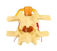 Modello Didattico Sulle Vertebre Lombari Umane for Anatomia Ed Ergonomia | Modello anatomico dettagliato for l'insegnamento delle vertebre lombari e dei dischi intervertebrali.