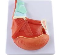 Modello dimostrativo del muscolo della lingua orale umana modello anatomico dell'organo muscolo della lingua in PVC anatomico for l'insegnamento medico e la comunicazione medico-paziente