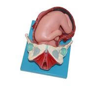 Modello dimostrativo del parto in tre fasi con feto a termine, modello anatomico bacino in gravidanza for la formazione medica
