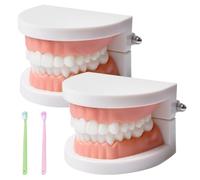 Modello dimostrativo dentale, con 2 spazzolini da denti, modello dentato, dimostrazione per adulti e bambini, modello dentale standard, modello dentale anatomico per lezioni dentali o igiene orale