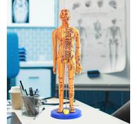 Modello dimostrativo di agopuntura medica cinese in PVC, modello di