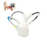 Modello dinamico dell'otolite del canale semicircolare, modello della struttura dell'orecchio interno, modelli didattici del canale semicircolare cocleare, modelli anatomici(Left)