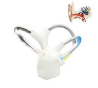 Modello dinamico dell'otolite del canale semicircolare, modello della struttura dell'orecchio interno, modelli didattici del canale semicircolare cocleare, modelli anatomici(Right)