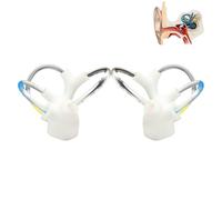 Modello dinamico dell'otolite del canale semicircolare, modello della struttura dell'orecchio interno, modelli didattici del canale semicircolare cocleare, modelli anatomici(1Pair)