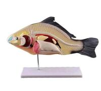 Modello Dissezione Del Pesce, Modello Anatomico Scheletro Organi Interni In 3 Parti Rimovibili, Strumento Anatomico Organismo Marino For Visualizzazione Didattica Didattica Biologica Animale