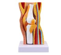 Modello educativo Anatomia articolare del ginocchio umano Aiuto didattico Flessibile per l'educazione scientifica Modello anatomico umano Strumento didattico Scuola Strumento di formazione medici