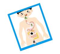 Modello Educativo Anatomia Organo Digestivo Per Bambini Studente Adolescente 6 Anni + Strumento Didattico Per L'istruzione Domiciliare In Aula Scolastica Modello Anatomico Facile