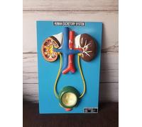 Modello Educativo Anatomia Umana, Sistema Escretore con Rene e Vescica, con Base