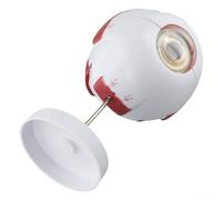 Modello educativo del bulbo oculare del PVC con anatomia oculare dettagliata per uso in classe (6 volte)