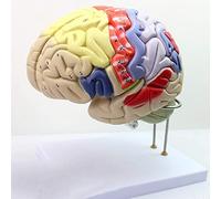 Modello educativo dell'Assemblea Che insegna Il Modello cerebrale Umano Modello anatomico cerebrale Modello cerebrale psicologico Modello neurale Umano per l'educazione Scolastica