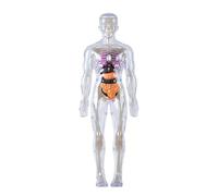 Modello educativo di anatomia del corpo umano chiaro modello anatomico scheletro umano con organi staccabili strumento didattico di biologia
