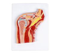 Modello educativo di anatomia della spalla con muscoli e legamenti codificati a colori per studenti e assistenza sanitaria modello di anatomia della spalla professionale