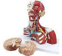 Modello educativo Giocattoli per Cranio Umano Modello anatomico anatomico Modello scientifico Anatomia Umana Modello cerebrale Modello cerebrale Tracheale Neride Nervo Modelli Staccabili a 3 Parti