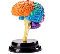 Modello educativo Modello anatomico del cerebrale di un modello di anatomia del modello cerebrale dell'organo del cervello umano a scopo di studio Modello di insegnamento medico