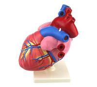 Modello Educativo Modello Anatomico del Cuore Umano Modello del Cuore Umano 3 Volte Ingrandito Modello Anatomico Dell'organo Umano Modello Anatomico del Cuore Medico Modelli Medici