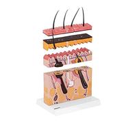 Modello educativo Modello anatomico Modello di Pelle Umana Anatomia Modello 3D Vista Dermatologia ingrandita in Tazza,