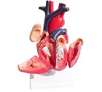 Modello educativo Modello del Cuore anatomico Modello di Organo Umano Modello anatomico Modello del Cuore Umano Anatomia Viscerale Modello di insegnamento Sistema circolatorio Modello Interno Medical