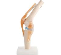 Modello EEducazionale dell'articolazione del ginocchio umana - Anatomia scheletro rotula modello sacro con legamenti può piegare compatibile con insegnamento medico dimostrativo formazione Ortho