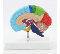 Modello emisfero destro umano 1:1 con base per didattica丨Modello cervello umano scomponibile per studio arterie cerebrali e strumento educativo scientifico