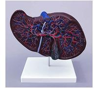 Modello epatico anatomico - Modello anatomico dell'organo Umano Modello di Struttura epatica Anatomica - Modello anatomico epatico Modelli viscerali - per Allenamento educativo