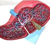 Modello epatico anatomico - Modello di Anatomia epatica Umana - Modello di Sistema digestivo della Struttura digestiva epatobiliaria Struttura cistica