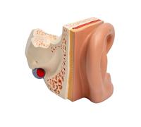 Modello Esteso Del Modello Dell'orecchio Anatomico Dell'anatomia Dell'orecchio Umano Mostra La Struttura Interna Esterno Per Insegnare Strumenti Di Allenamento