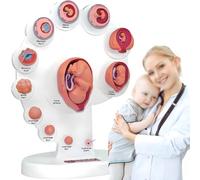 Modello Fetale 4D,modello Di Crescita Degli Organi Fetali,Modello Di Sviluppo Dell'embrione Uterino Del Feto Per L'insegnamento,21 Parti Rimovibili,35X27.5X8.2Cm