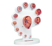 Modello fetale 4D - Modello di crescita degli organi fetali Modello fetale Il feto Modello di sviluppo dell'embrione uterino Modello di anatomia umana Modello del processo di crescita degli organi fet