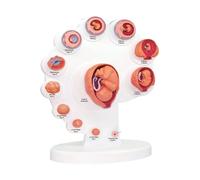 Modello fetale 4D - Modello di Sviluppo dell'embrione uterino del feto - Modello del processo di Crescita degli organi del feto