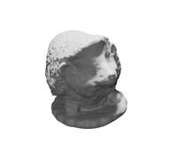 Modello Figurina Riccio Stampato 3D Fotogrammetria Statua Decorativa Casa