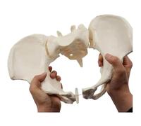 Modello flessibile del bacino femminile a grandezza naturale,Modello educativo medico del bacino femminile,Modello anatomico femminile dell'osso dell'anca modello pelvico per l'educazione scientifica