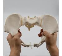 Modello Flessibile del Bacino Femminile - Modello di Scheletro del Bacino Dell'osso Sacro Dell'anca A Grandezza Naturale può Piegare Il Modello di Anatomia Umana, Strumento Educativo per OS