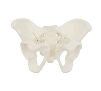 Modello flessibile del bacino femminile su elastico di piccole dimensioni modello di scheletro pelvico anatomia medica per l'educazione scientifica pelvico femminile