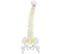 Modello flessibile del midollo spinale, con dettagli anatomici per un apprendimento completo, adatto a diverse applicazioni, tra cui l'educa