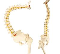 Modello flessibile della colonna vertebrale umana con supporto | Modello anatomico della colonna vertebrale umana con supporto - Rappresentazione 3D realistica per scopi didattici e