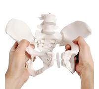 Modello flessibile di bacino femminile in modello elastico di scheletro di bacino femminile a grandezza naturale con elastico per l'educazione scientifica, l'ostetricia e l'ostetricia A