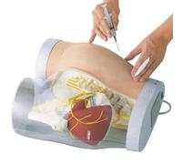 Modello for iniezione nei glutei Modello anatomico trasparente dei glutei con tessuto muscolare + struttura ossea + sistema neurovascolare, che simula una vera iniezione intramuscolare
