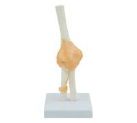 Modello funzionale del legamento dell'articolazione del gomito Modello anatomico dell'articolazione del gomito Scheletro Anatomia medica umana a grandezza naturale Tipo funzionale Risorse didattiche