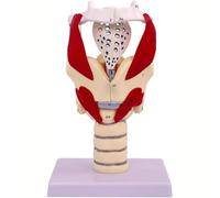 Modello funzionale della laringe 3X Modello anatomico della faringe umana con parti mobili per la formazione e la dimostrazione medica A