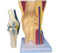 Modello Funzionale dell'articolazione del Ginocchio Umano con legamento Pieghevole Modello articolare Ginocchio Anatomia del Ginocchio Anatomia Muscolare scheletrica dei legamenti
