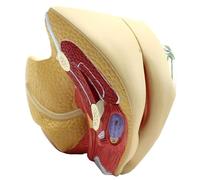 Modello genitale interno ed esterno femminile a grandezza naturale, staccabile in 4 parti con indicatori digitali, sezione sagittale, anatomico Apprendimento Dissezione