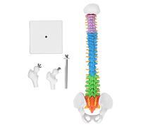 Modello in miniatura di colonna vertebrale umana con codice, colonna vertebrale in PVC da 45 cm con estremità dell'osso della coscia per l'educazione all'anatomia - Include asta