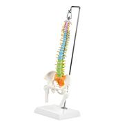 Modello ingrandito a colori della colonna vertebrale cervicale Modelli Modello osseo umano con midollo spinale Nervi spinali Sussidio didattico Colonna cervicale
