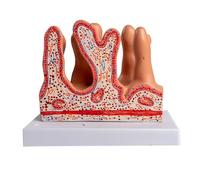 Modello Ingrandito dei Villi Intestinali - Modello Anatomico del Sistema Digestivo - per Il digiuno E I Villi Dell'intestino Tenue Sussidi Didattici,Flesh,21cm