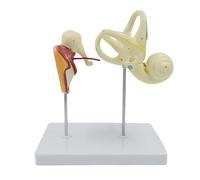 Modello ingrandito del labirinto dell'orecchio interno umano, modello anatomico della struttura cocleare della struttura cocleare della struttura cocleare dell'ossicolo dei labirinti